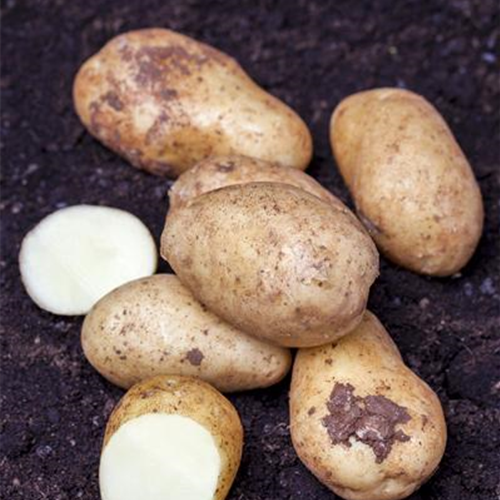 Kartoffeln vortreiben