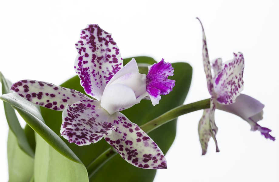 Die Orchideen-Klassiker