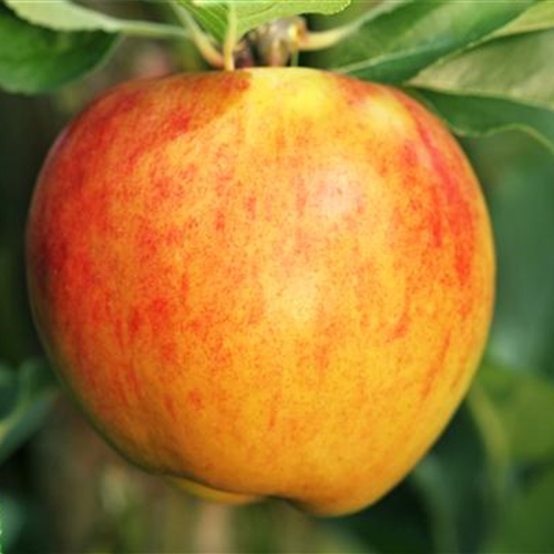 Obstbaum pflanzen: Apfel nach Apfel?