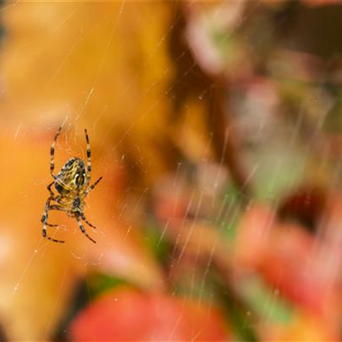 Spinne, Schnecke und Co. schützen
