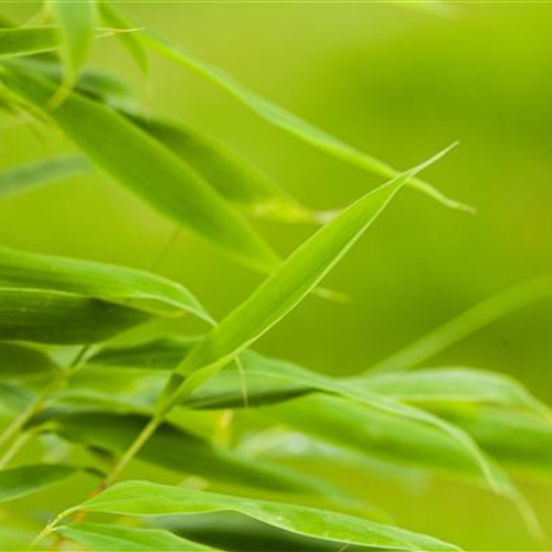 Bambus: prächtiges Gras aus Asien