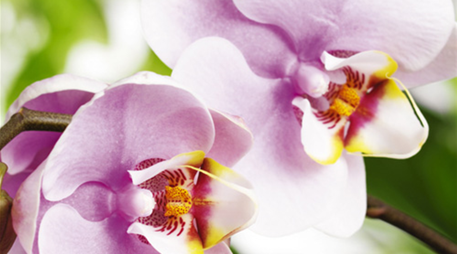 cont-orchidee-02.jpg
