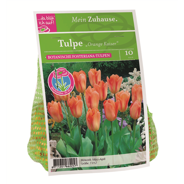 Blumenzwiebel Tulpe 'Orange Kaiser'