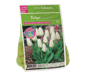 Blumenzwiebel Tulpe 'Purissima'