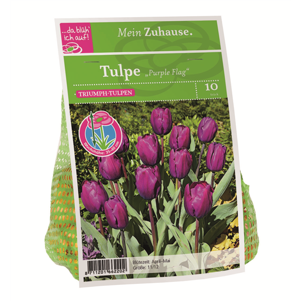 Blumenzwiebel Tulpe 'Purple Flag'