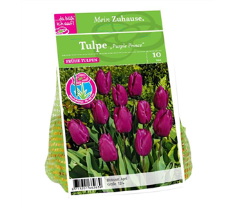 Blumenzwiebel Tulpe 'Purple Prince'