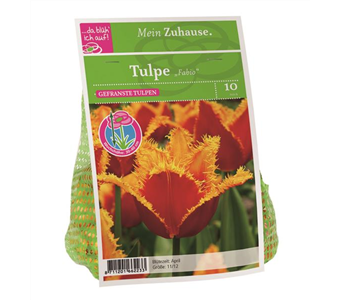 Blumenzwiebel Tulpe 'Fabio'