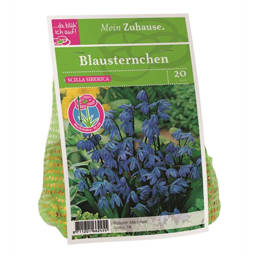 Blumenzwiebel Blausternchen